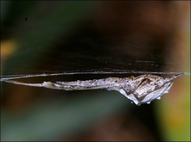 Uloborus walckenaerius 7