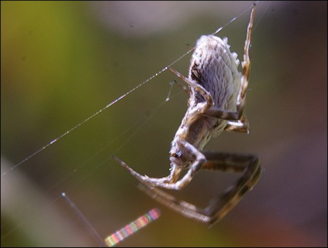 Uloborus walckenaerius 8