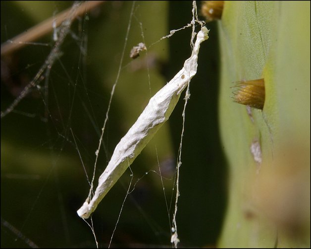 Uloborus walckenaerius 9