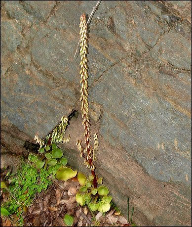 Umbilicus rupestris 10