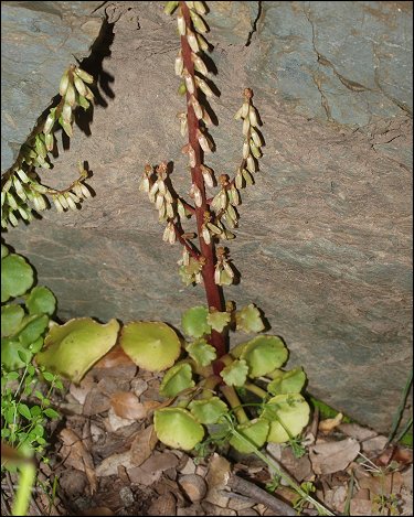 Umbilicus rupestris 11