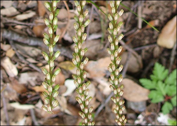 Umbilicus rupestris 13