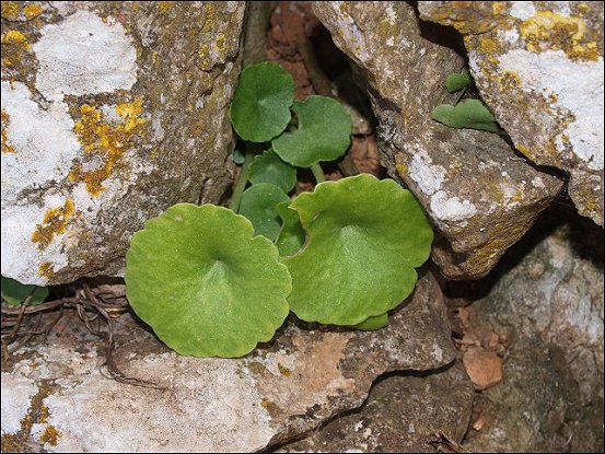 Umbilicus rupestris 2
