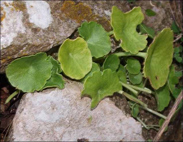 Umbilicus rupestris 3