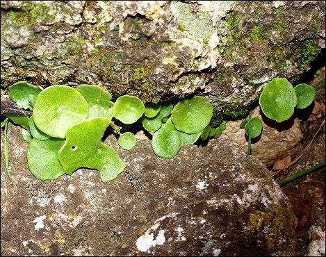 Umbilicus rupestris 4