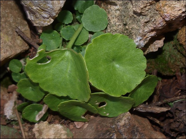 Umbilicus rupestris 5