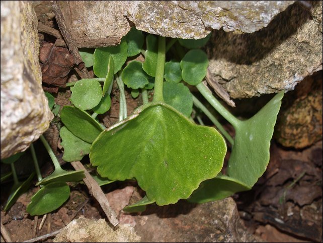 Umbilicus rupestris 6