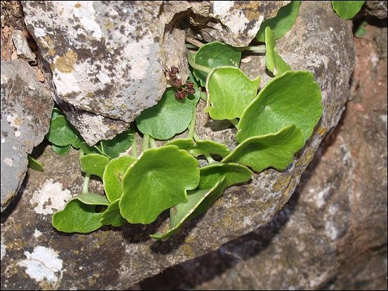 Umbilicus rupestris 8