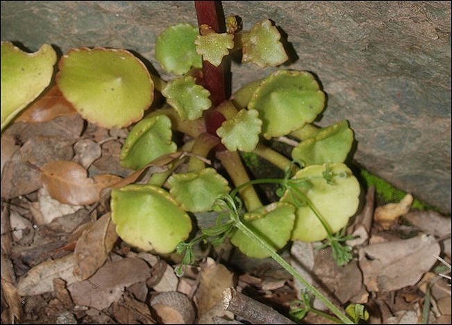 Umbilicus rupestris 9