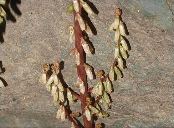 Umbilicus rupestris 12