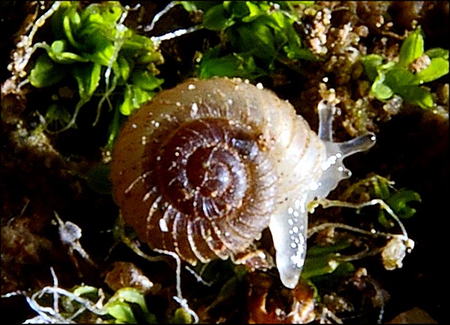 Vallonia costata 2