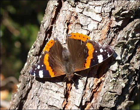 Vanessa atalanta 1