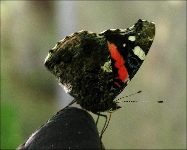 Vanessa atalanta 10