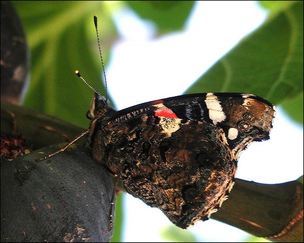 Vanessa atalanta 11
