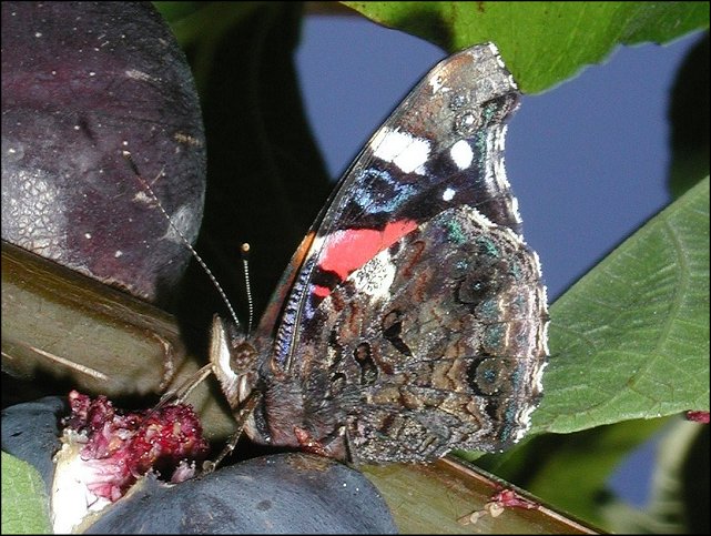 Vanessa atalanta 12