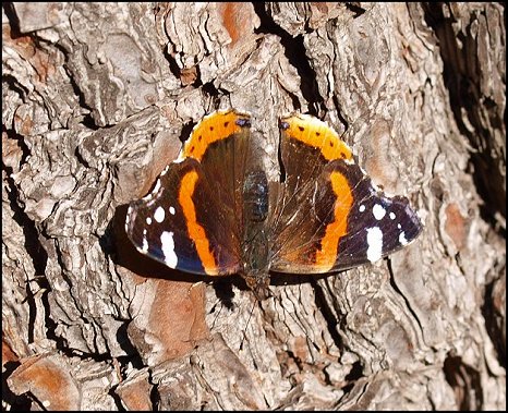 Vanessa atalanta 2