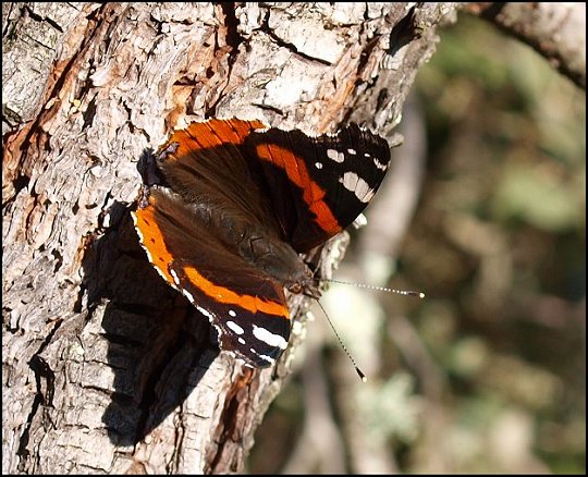 Vanessa atalanta 3