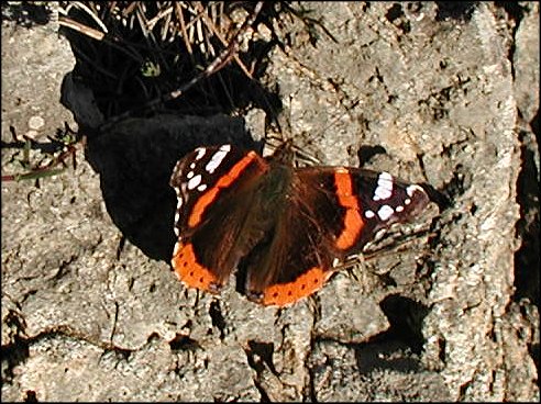 Vanessa atalanta 4