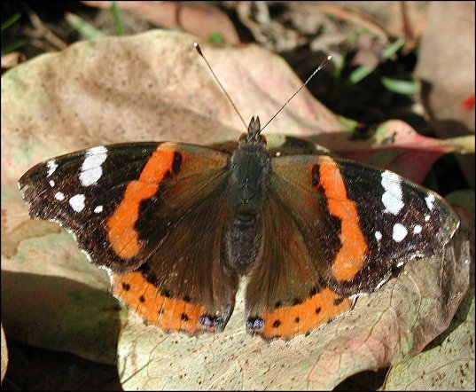 Vanessa atalanta 5