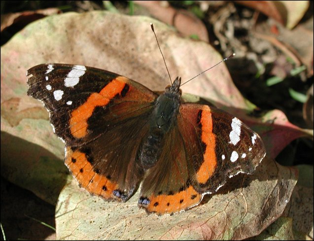 Vanessa atalanta 6