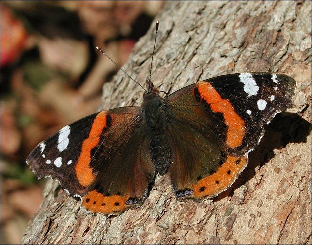 Vanessa atalanta 7