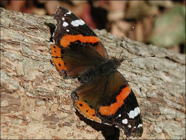Vanessa atalanta 8