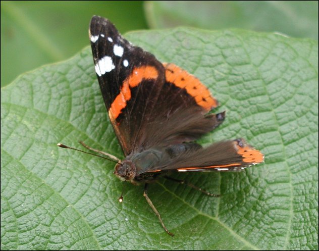 Vanessa atalanta 9