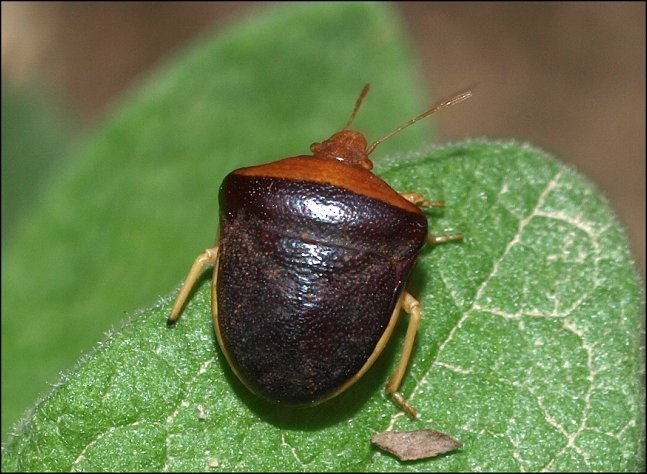 Ventocoris rusticus 1