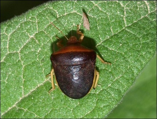 Ventocoris rusticus 2