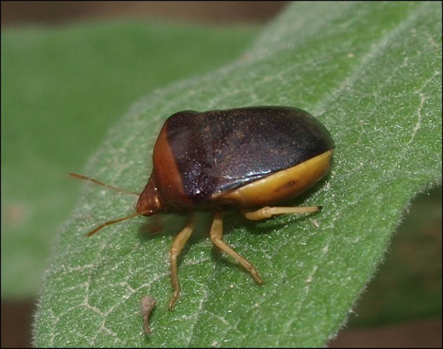 Ventocoris rusticus 3