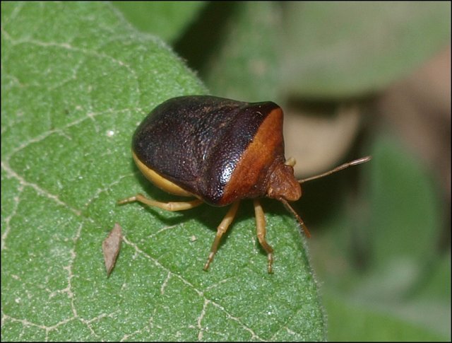 Ventocoris rusticus 4