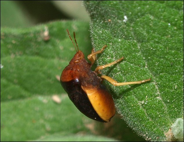 Ventocoris rusticus 5