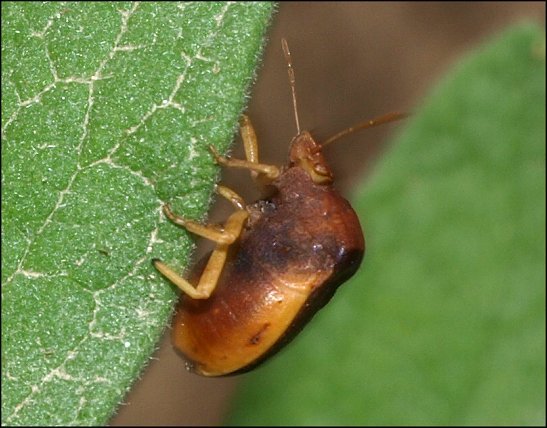 Ventocoris rusticus 6