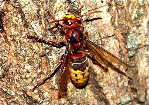 Vespa crabro 1