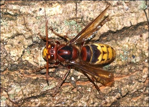 Vespa crabro 2