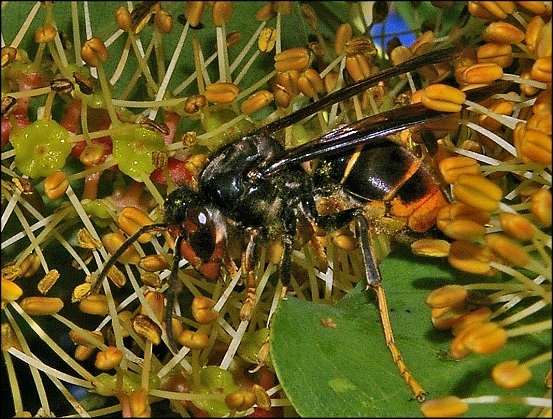 Vespa velutina 1