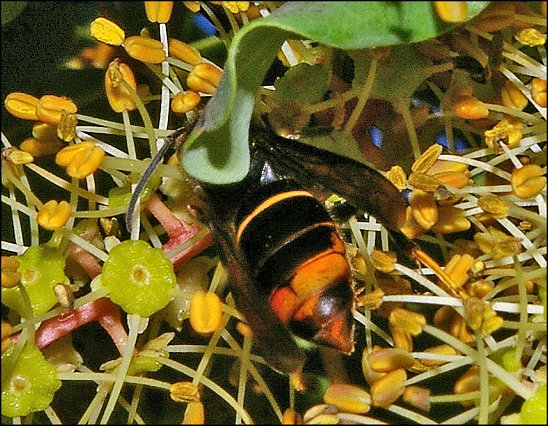 Vespa velutina 2