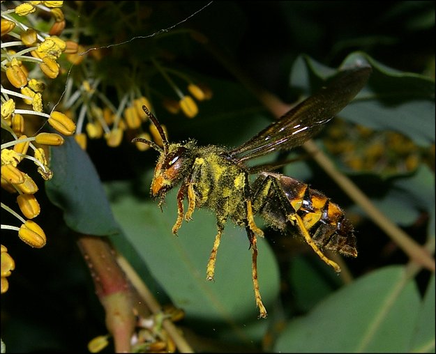 Vespa velutina 3