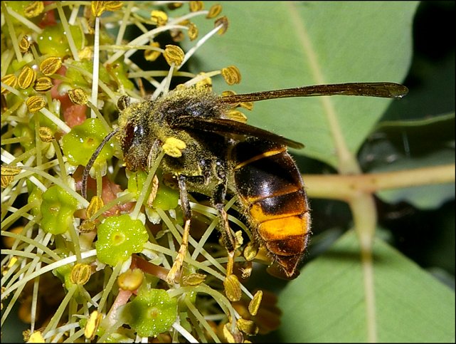 Vespa velutina 4