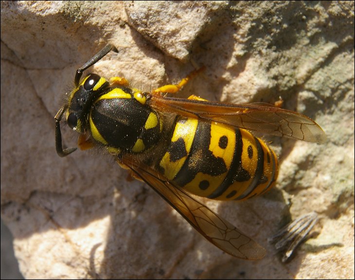 Vespula germanica 1