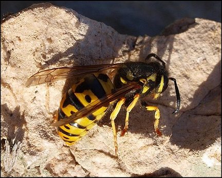 Vespula germanica 2
