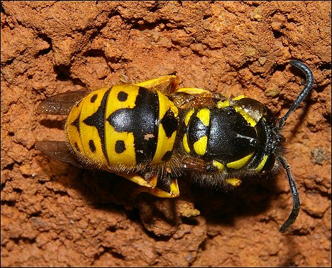 Vespula germanica 3