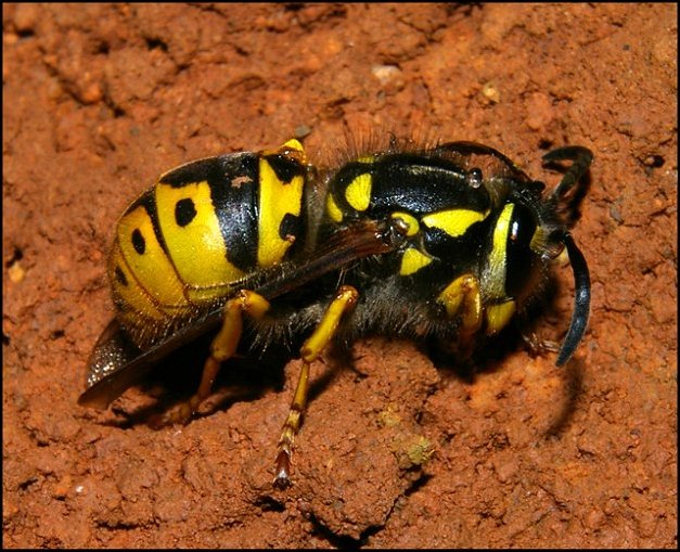 Vespula germanica 4