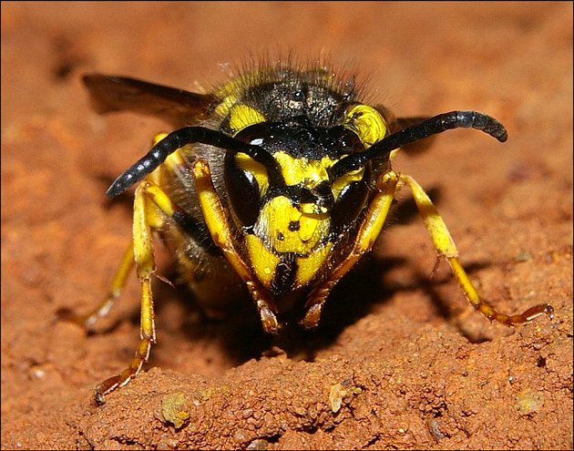 Vespula germanica 5