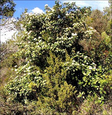 Viburnum tinus 1