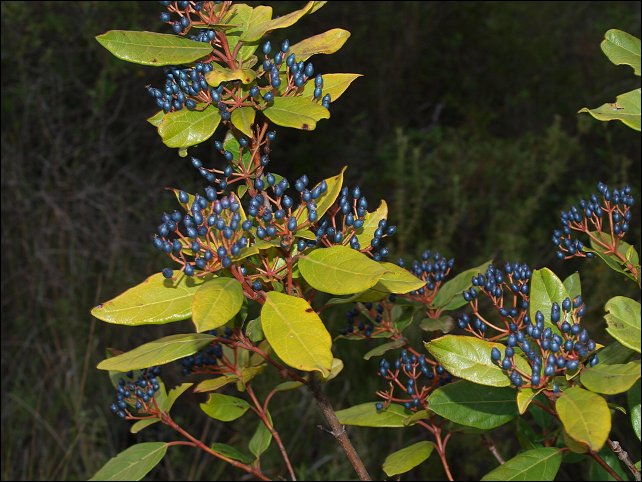 Viburnum tinus 10