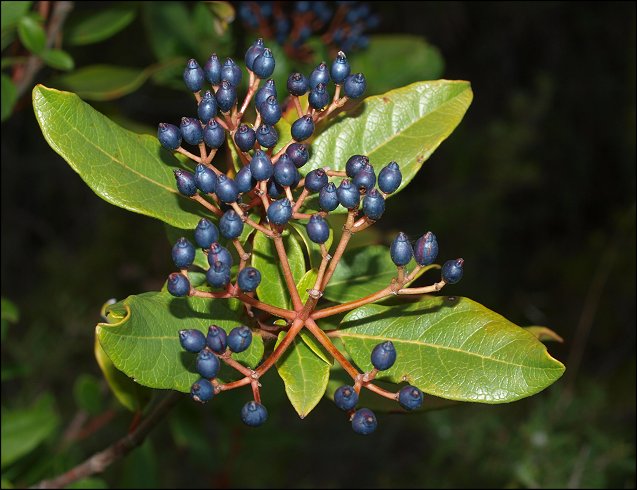 Viburnum tinus 11