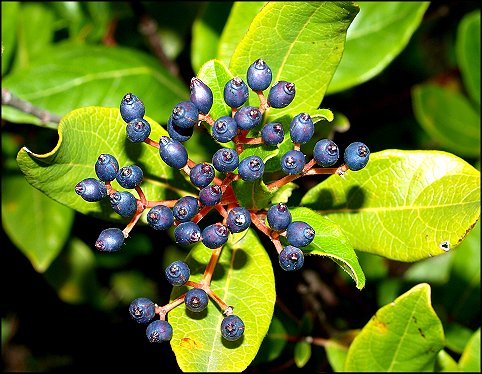 Viburnum tinus 12