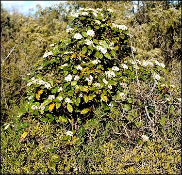 Viburnum tinus 14