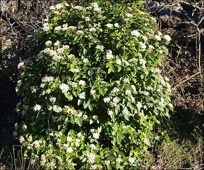 Viburnum tinus 15